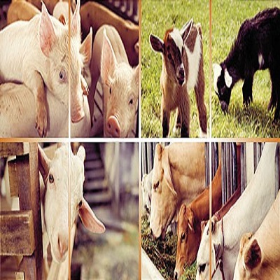 Mezinárodní veletrh pro živočišnou výrobu