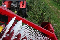 Sklízeče rybízu, malin, brusinek, či borůvek